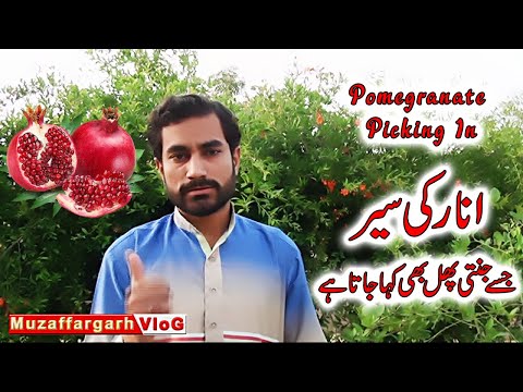 Awesome Agriculture Technology= Pomegranate Cultivation -- Pomegranate Farm and Harvest 2020