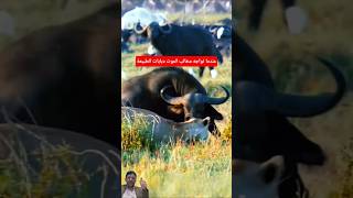 غضب الرماد الأسود:حينينقلب الصياد صيداً #shorts