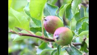 Glen Campbell   Amazing Grace