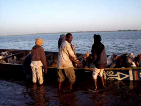 MALI - Tombouctou Niger River donkey in the pirogue