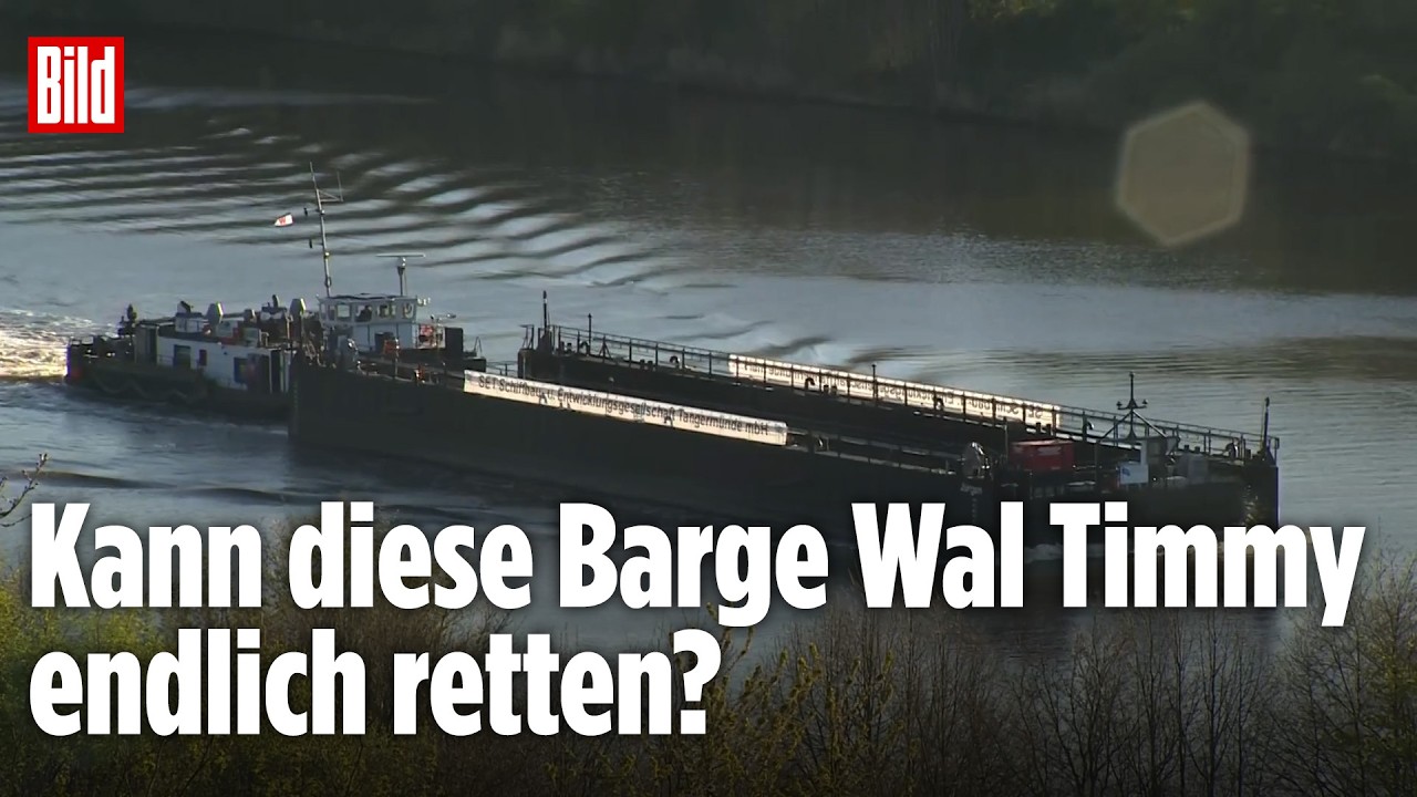 Walrettung in der Ostsee: So soll Buckelwal Timmy in den Atlantik transportiert werden!