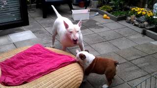 Bulldog vs Bull terrier