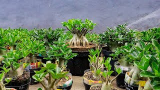 Merawat Adenium Saat Pancaroba, Pergantian Musim Hujan Ke Musim Kemarau (ENG SUB) Desert Rose Bonsai