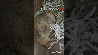 寝姿は天使♥#リチャードソンジリス#可愛い#寝姿#動物#癒し