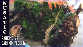 Setting 60cm Tank untuk Kontes Aquascape Nusatic 2019