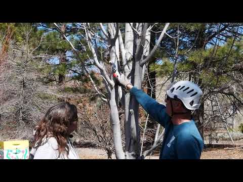 Pruning with the Pros - Collars and Ridges