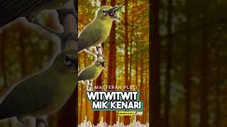 Download lagu Masteran Pleci Tembakan Witwitwit Mik Kenari mp3