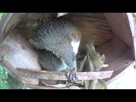 Dry nest for a rainy day squirrel