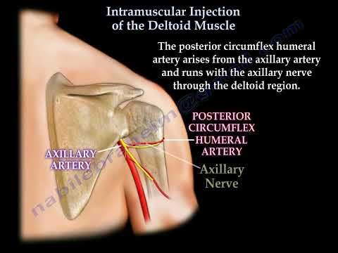 Intramuscular injection of the deltoid muscle, immunization, deltoid muscle  anatomy