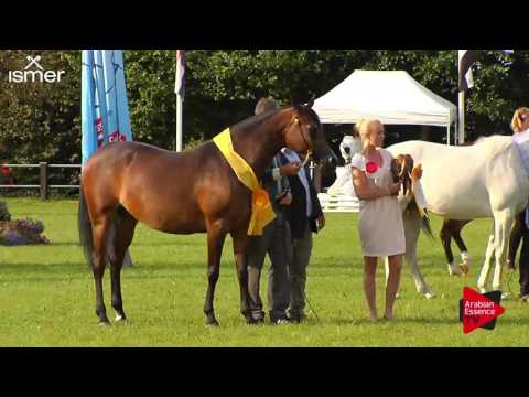 1 st place N.72 AL LOUBNA - Ströhen 2017 C-Show - Senior Mares Championship (Class 18)