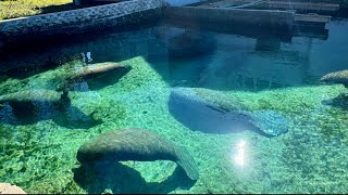 Swimming with manatees on Crystal River, FL