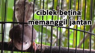 Download lagu terapi ciblek macet bunyi pakai suara khas ciblek betina..dijamin ampuh mp3