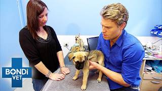 Sick Puppy Relying on Adoption To Survive | Bondi Vet Double Episode