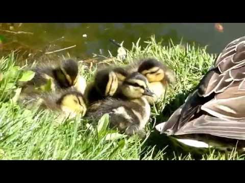 Andemor og ællinger på legeplads