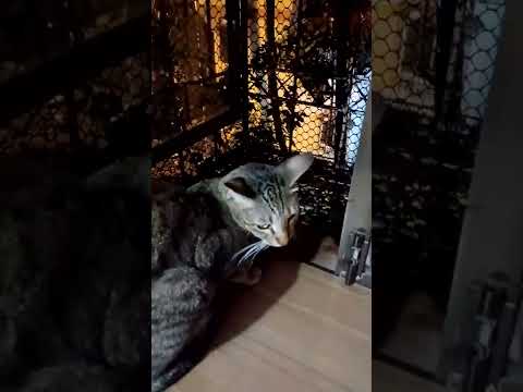 Madhu the cat watching rain #nerul  @homecat #livingalonevlogs #sector4 #catmom #madhubala