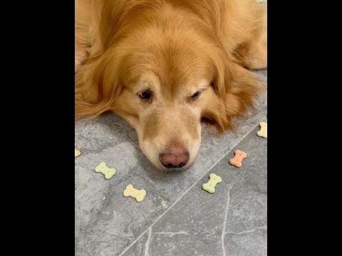 狗子的S曲线身材！ #宠物迷惑行为大赏 #万物可爱计划 #内容启发搜索  #萌宠出道计划  #抖音萌宠