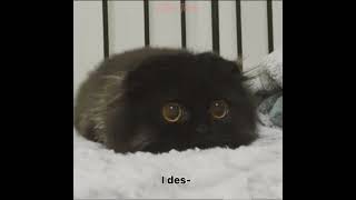 Cover art for i deserve this