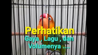 Download lagu Lovebird Ngekek Gaya mewah Volume Kasar  ... mp3