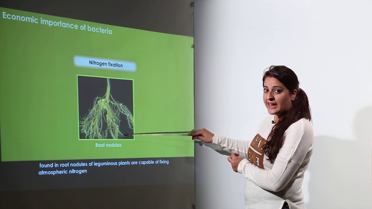 ICSE Class 9th I BIOLOGY I Chapter 2 I Lecture 1 Economic importance of Bacteria l L5