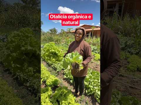Hortaliça orgânica 100% natural município de Lapão Bahia
