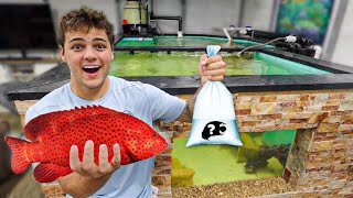 Buying FIRST PREDATORY FISH for My SALTWATER POND!!