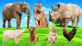 Download Lagu Explore Farm Animals: Tiger, Elephant, Rhino, Dog, Cat, Pig, Chicken - Animal Sounds Thumbnail