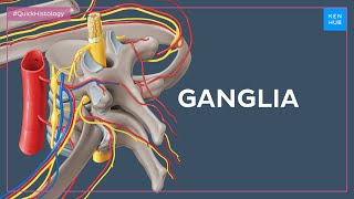 Histology of ganglia of different systems - Quick Histology | Kenhub