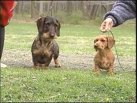 Dachshund - AKC Dog Breed Series