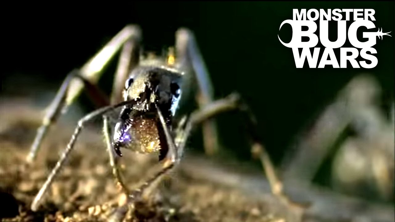 Dinosaur Ants vs Trap Jaw Ants | MONSTER BUG WARS