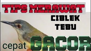 Download lagu CARA MERAWAT BURUNG CIBLEK TEBU AGAR CEPAT GACOR mp3