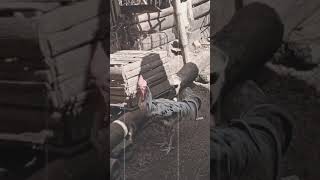 Download lagu Kumpulan suara ayam pelung kokok merdu mp3