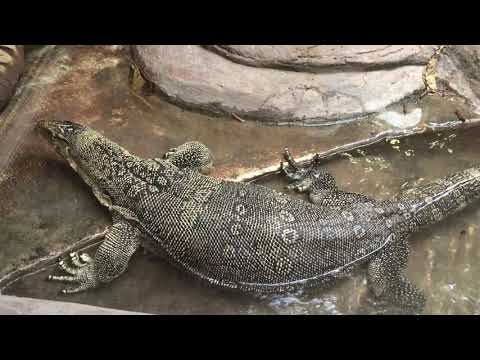 Water monitor close up