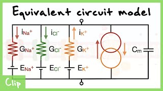 Equivalent Circuit Model Of The Neuron Explained (Capacitance, Resistance, Driving force)