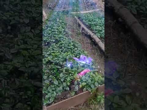 La vida en el campo. Tarso Antioquia.