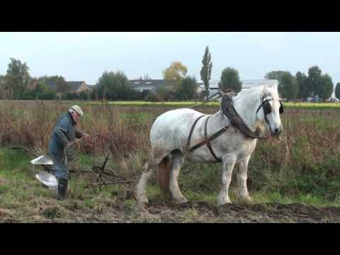Landb. Callewaert - Merkem