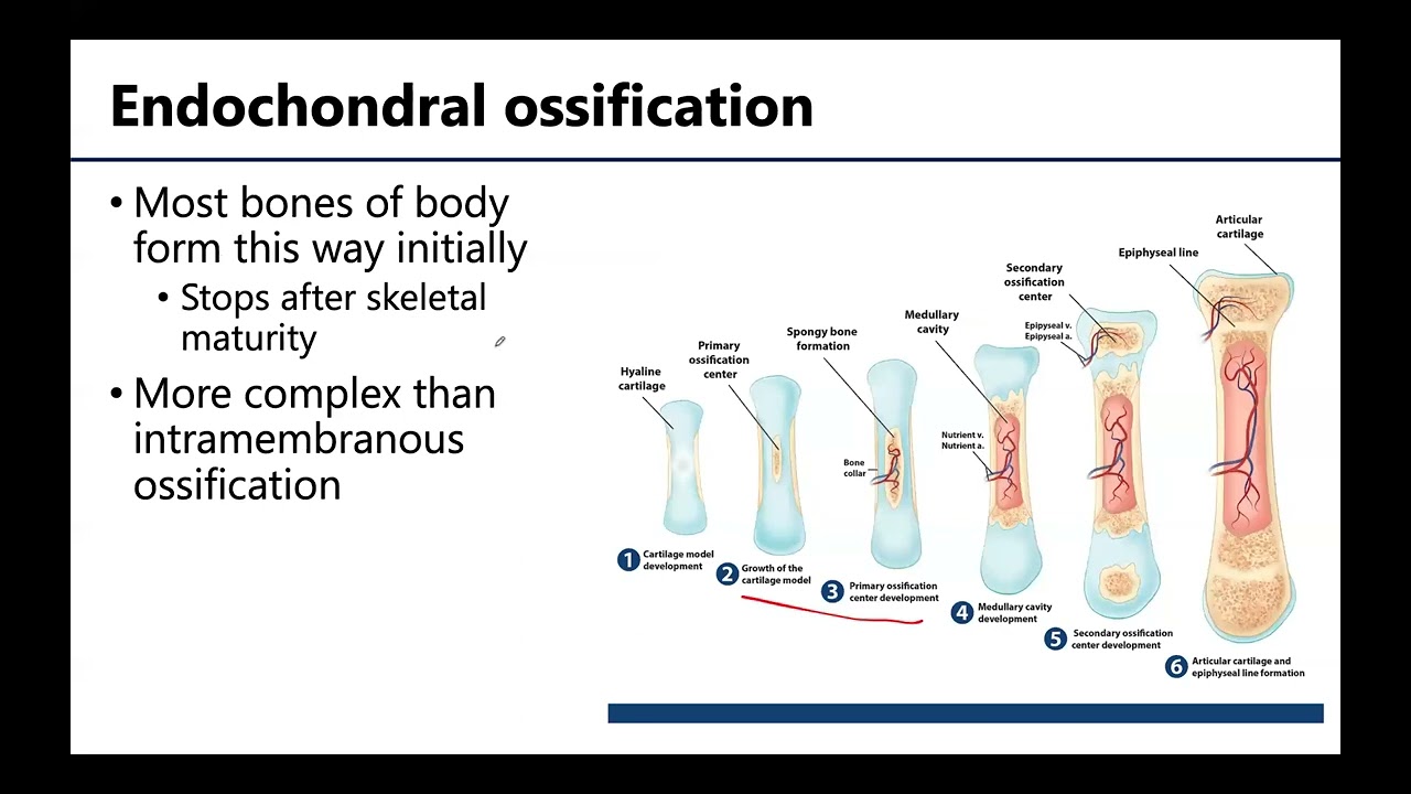 MSK1: Bone Formation, Growth, & Remodeling