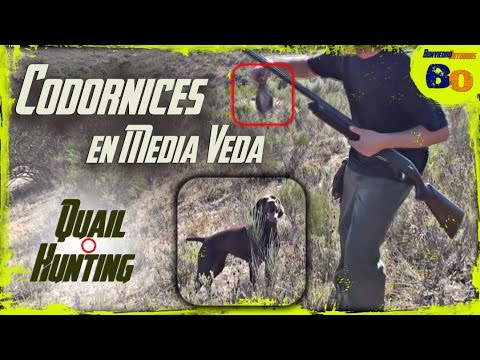 CAZA de CODORNIZ con PERRO en MEDIA VEDA #4 | QUAIL HUNTING with DOGS |  2016 | HD