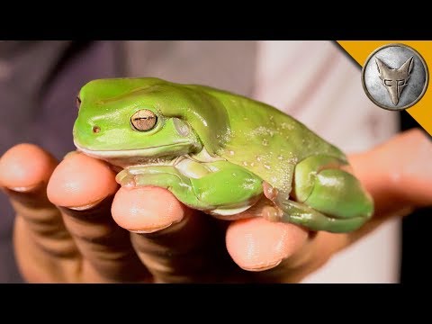 download lagu mp3 mp4 Frog Green, download lagu Frog Green gratis, unduh video klip Frog Green
