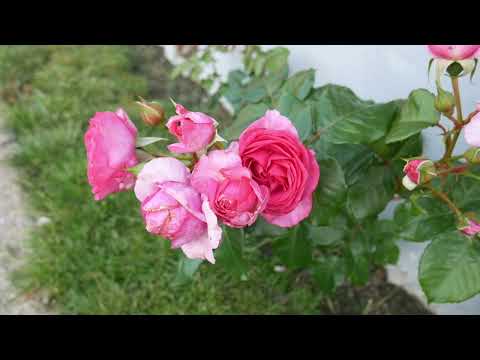 Renée Van Wegberg Rose Review
