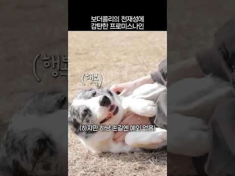 미친 집중력의 보더콜리도 어쩔 수 없었던 송하영의 손길