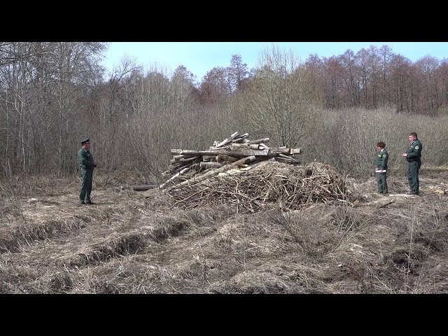 Леса становятся чище