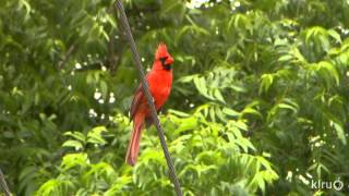 Cardinal bad hair day