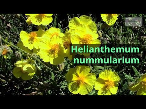 Helianthemum nummularium Growing Guide (Common Rock Rose) by GardenersHQ