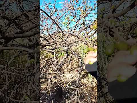 Jocotes / Candelaria De La Frontera