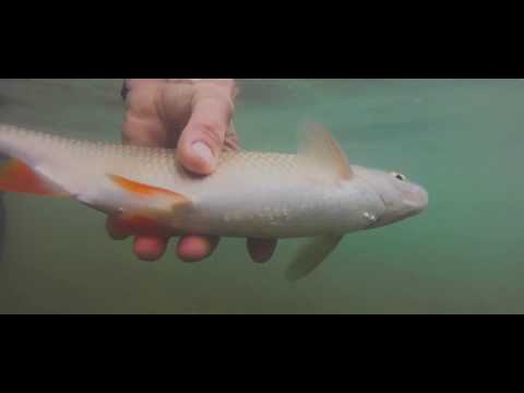 PECANJE PLOTICE NA DRINI - Goran Radović Gica