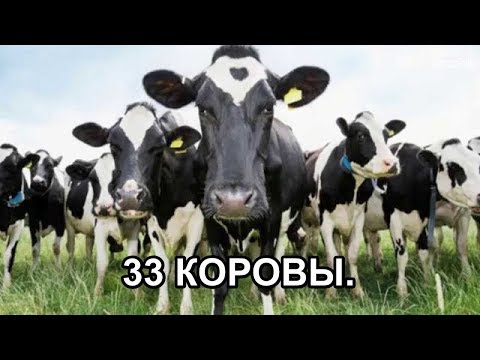 33 коровы