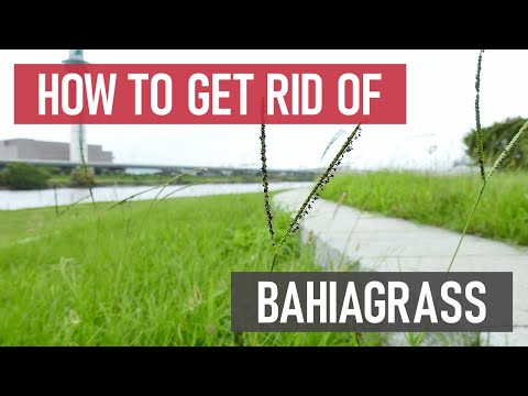 How to Get Rid of Bahiagrass [DIY Weed Management]