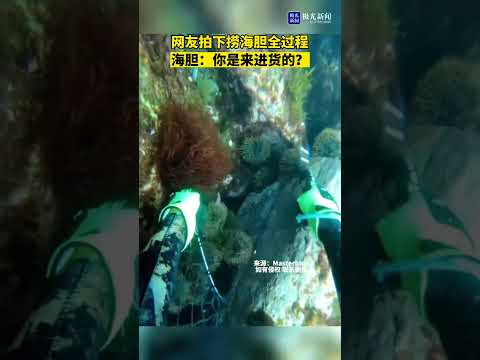 网友拍下捞海胆全过程！海胆：你是来进货的？