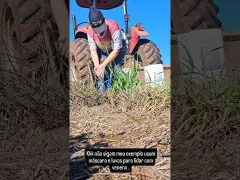 como é o sábado aqui no Rio Grande do sul de uma família de agricultores #brasil  #agricultura