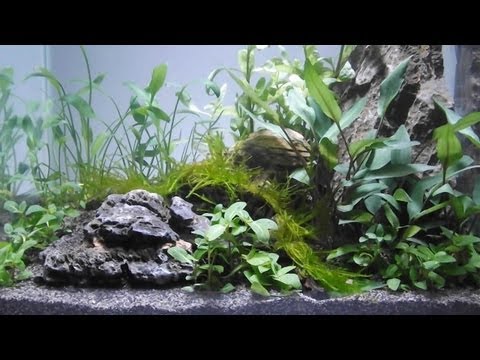 Aquascape by Owen White, 11yrs old, using Tropica Plants, Substrate and fertilizers